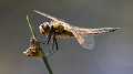 Libellula quadrimaculata-0326